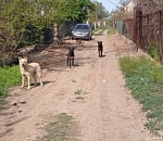 СК начал проверку по факту жестокого нападения собаки на семилетнего астраханца