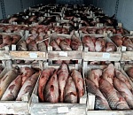 Астраханские силовики задержали на границе грузовик с 19 тоннами карпа и сазана