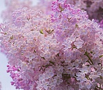 Завтра в Астрахани будет еще жарче, чем сегодня