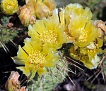 Записки астраханского натуралиста. История кактусов на Нижней Волге