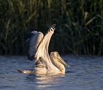 Записки астраханского натуралиста. Операция «спасение пеликана»