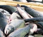 На астраханских рыбодобывающих предприятиях находят новые и новые нарушения