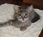 У котенка, спасенного астраханской пенсионеркой от подростков-живодеров, появилась надежда на восстановление