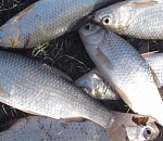 Ситуацию с запасами воблы в Астраханской области назвали тревожной