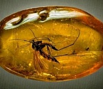 Астраханцев приглашают посмотреть на доисторических комаров 
