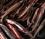 Астраханец у нового моста нашел 62 туши русского осетра