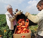 Астраханские сельхозпроизводители вырастили и продали 341,3 тыс. тонн овощей