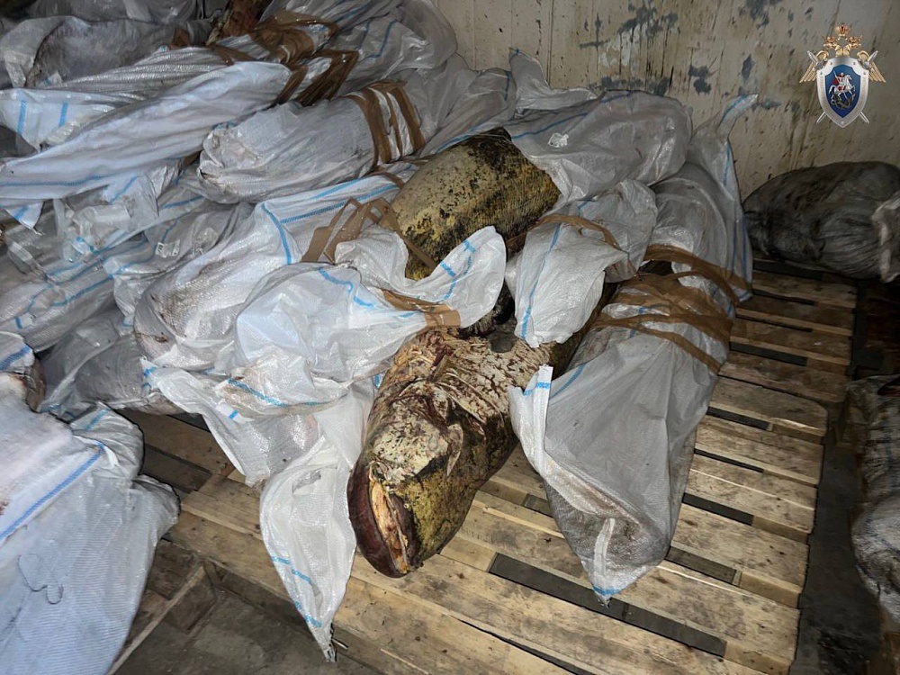 В Астрахани выявили 115 тонн подготовленной к продаже сомнительной рыбы 