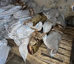 В Астрахани выявили 115 тонн подготовленной к продаже сомнительной рыбы 