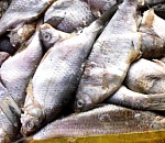 В Астраханской области не пропустили более 2,5 тонн просроченной воблы из Казахстана