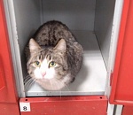 Фото дня: в астраханском супермаркете появился кот-охранник