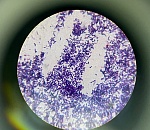 В Астрахани разработали новый вид бактерий, которые очистят Каспий от нефтепродуктов