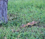 В Астрахани на газоне у торгового центра выросли необычные грибы