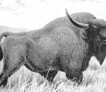 Под Астраханью обнаружены останки бизона 