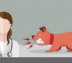 На территории Астрахани выявлены два очага бешенства