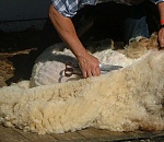 Астраханские животноводы планируют произвести до 100 тонн шерсти овцы-мериноса