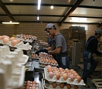 Экс-директор астраханской птицефабрики «Харабалинская» обвиняется в присвоении денег 