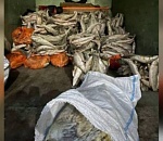 Астраханца подозревают в намерении сбыть почти 10 тонн немаркированной рыбной продукции