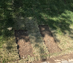 В Астрахани неизвестные поиздевались над газоном