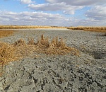 В Астраханской области из-за засухи могут ввести режим ЧС