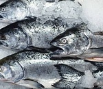 В Астрахань из Казахстана ехали 2,5 тонны мороженной рыбы с документами на свежую