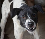 Инициатива астраханских депутатов об усыплении агрессивных собак поддержана ЮРПА