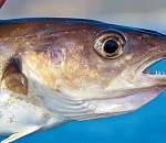 На астраханском рыбном предприятии творился бардак