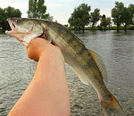 Обращение к астраханскому губернатору разрешить рыбалку набрало свыше 6 тысяч подписей за три дня