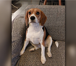 В Астрахани нашли мужчину, который жестоко избил собаку 