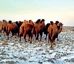 Большое стадо верблюдов вторглось в Астраханскую область