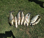 Нерестовый запрет окончен: астраханцы делятся фото первых трофеев