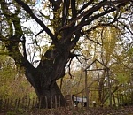 В Астраханской области создали новый заказник «Вязовская дубрава»