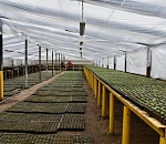 На улице Яблочкова по просьбам астраханцев появятся новые деревья 