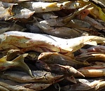 Астраханское УФСБ пресекло незаконный канал добычи осетровых 