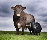 В Астраханской области обнаружены бычки-нелегалы