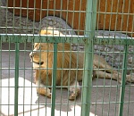 В Астрахань не пустили передвижной зоопарк