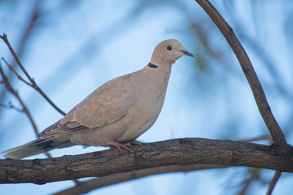 Записки астраханского натуралиста. Городские птицы