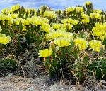 В астраханской степи зацвели мексиканские кактусы