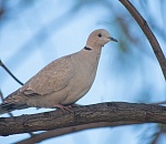 Записки астраханского натуралиста. Городские птицы