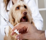 В Ленинском районе Астрахани введен карантин по бешенству