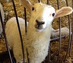 Ни одна овца не пропущена через астраханскую границу