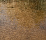 Ошеломительный нерест: под Астраханью засняли реку мальков