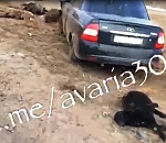 Жуткий автострайк: на дороге под Астраханью «Лада» одним махом сбила до двух десятков овец