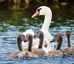 В Астрахани открылась авторская орнитологическая фотовыставка