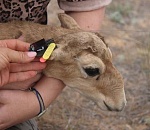 Астраханских сайгачат отслеживают со спутника