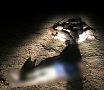 Массовое убийство молнией под Астраханью: погиб мужчина и 14 овец