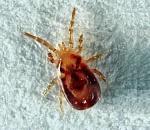 От них нет спасения? В дома астраханцев пробираются голубиные клещи