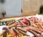 В Астраханской области задержали группу браконьеров, у которых нашли 64 туши осетровых в ангаре и еще более десятка – в сети