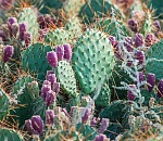 Записки астраханского натуралиста. Созрели плоды кактусов