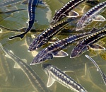 Осетровым браконьерам из Астрахани дали реальные сроки